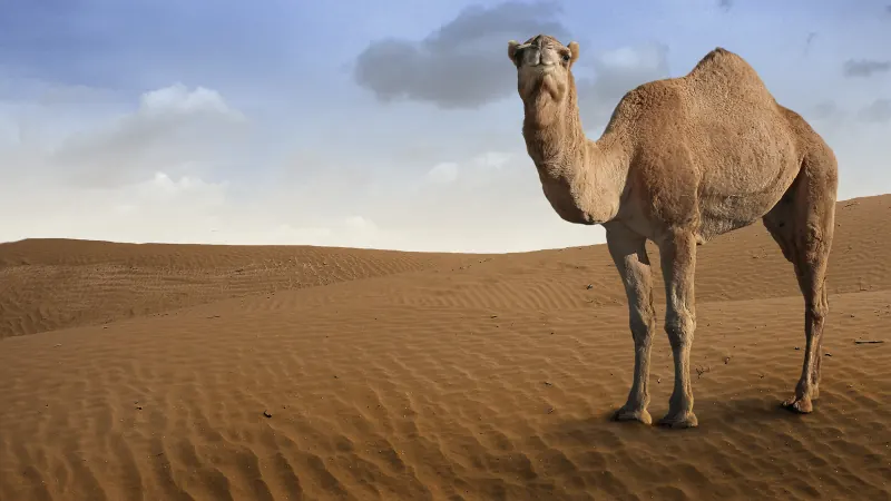 A lone camel standing on rippled desert sand under a blue sky.